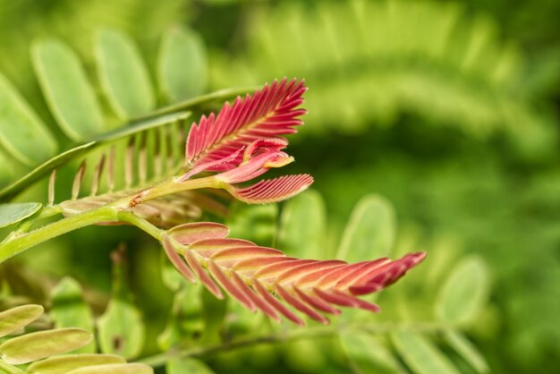 Foto de una hermosa planta fresca con hojas verdes y púrpuras en un frondoso jardín