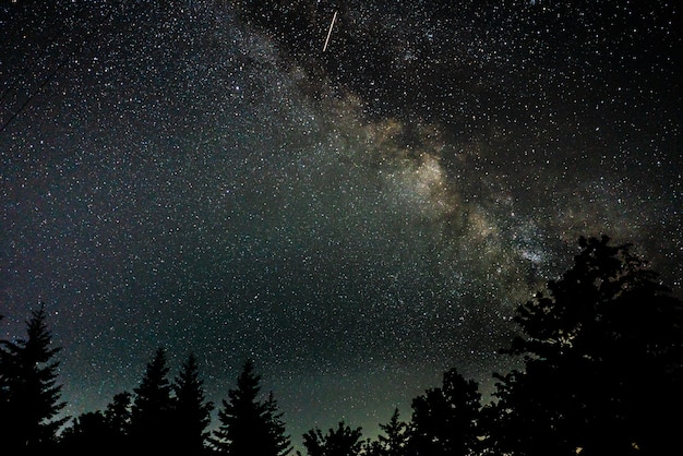 Foto hermosa silueta de árboles bajo un cielo nocturno estrellado
