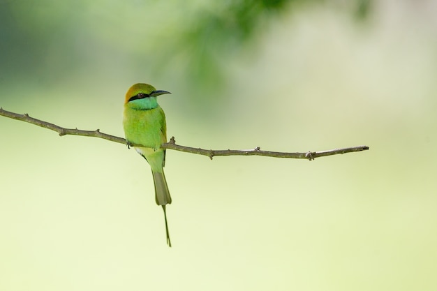 Foto de un hermoso abejaruco sentado en la rama de un árbol con un borroso