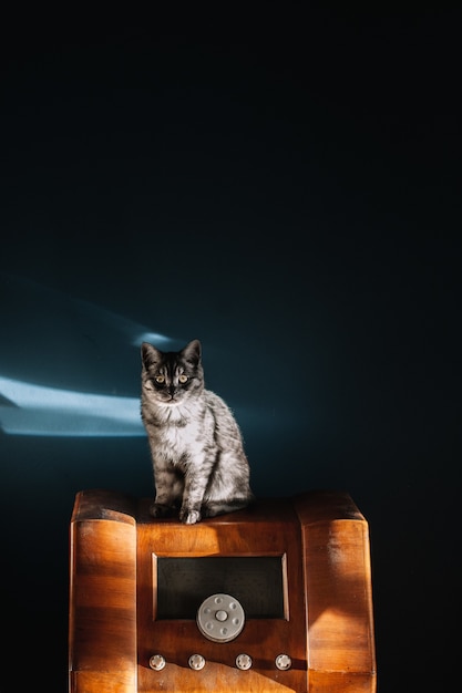 Foto gratuita foto de un hermoso gato gris esponjoso con ojos amarillos sentado en una radio de madera vintage