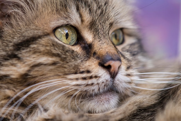 Foto de hermoso gato