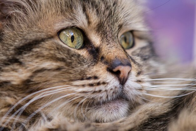 Foto de hermoso gato