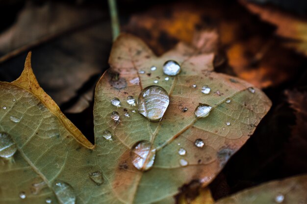 Foto de una hoja de otoño con gotas de agua sobre ella