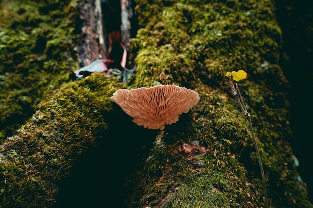 Foto de un hongo que crece en un tronco cubierto de musgo