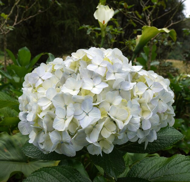 Foto hortensia flor en primer plano