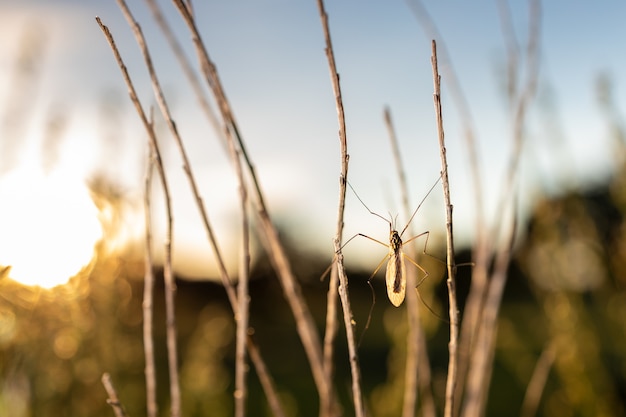 Foto increíble de un dípteros en la naturaleza