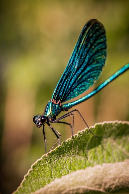 Foto de un insecto con alas de red azul sentado sobre una hoja