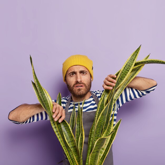 Foto de jardinero insatisfecho posando con una gran planta de serpiente en maceta