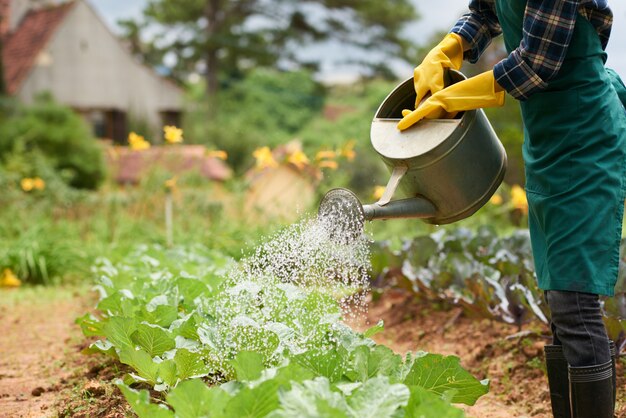 Foto de jardinero irreconocible regando el cultivo de repollo de la lata de aerosol