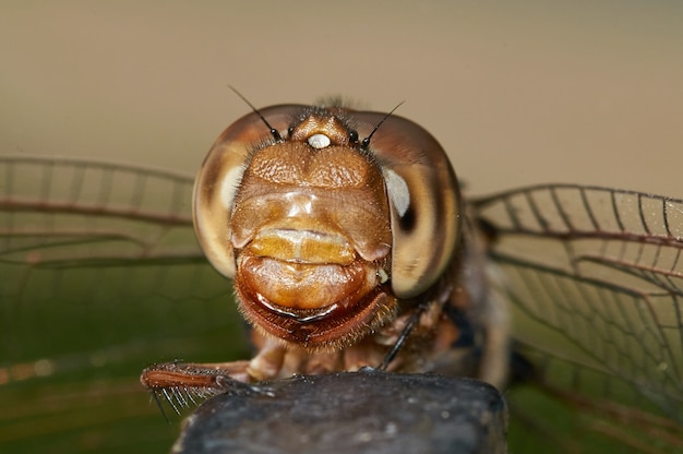 Foto gratuita foto de una libélula sobre una roca con un fondo borroso