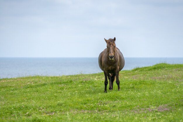 Foto de un lindo caballo semental