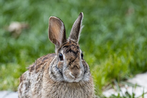 Foto de un lindo conejo marrón sentado en el campo cubierto de hierba