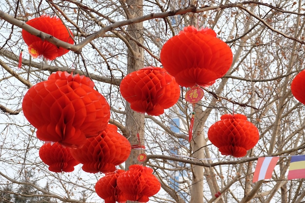 Foto de linternas chinas rojas que cuelgan de los árboles con letras chinas que significan "mejores deseos"