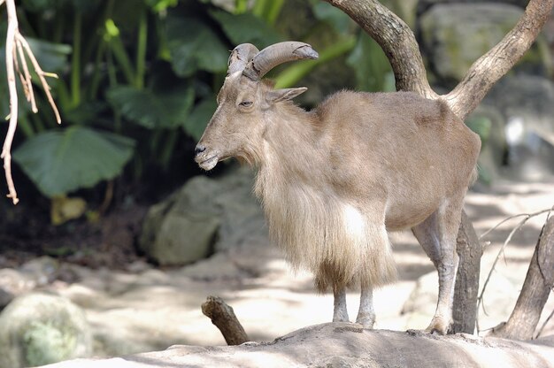 Foto de un macho de cabra de pelo largo marrón con grandes cuernos