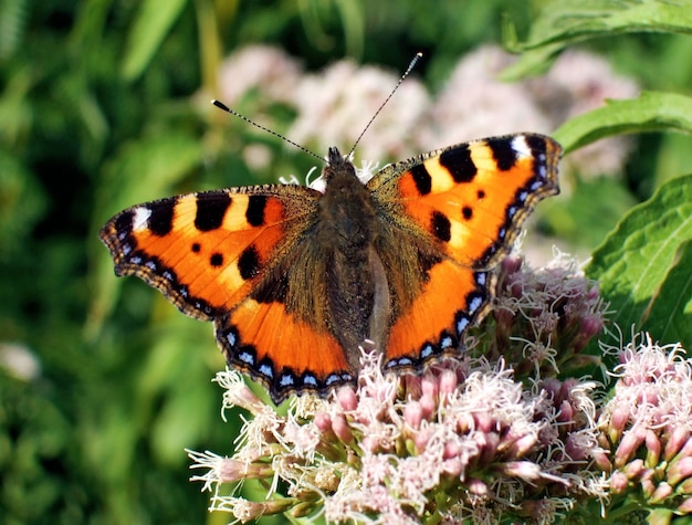 Foto de una mariposa naranja sobre una flor