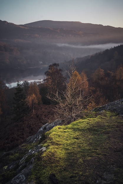 Foto misteriosa de un solo arbusto seco sobre un fondo de un bosque neblinoso con un lago en Lake District