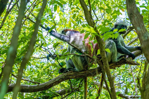 Foto del mono colobo rojo copulando en la rama. Zanzíbar, Tanzania. Piliocolobus tephrosceles