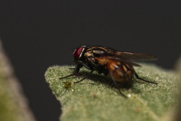 Foto de una mosca sobre una hoja verde