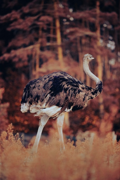 Foto gratuita foto de naturaleza retro de la fauna