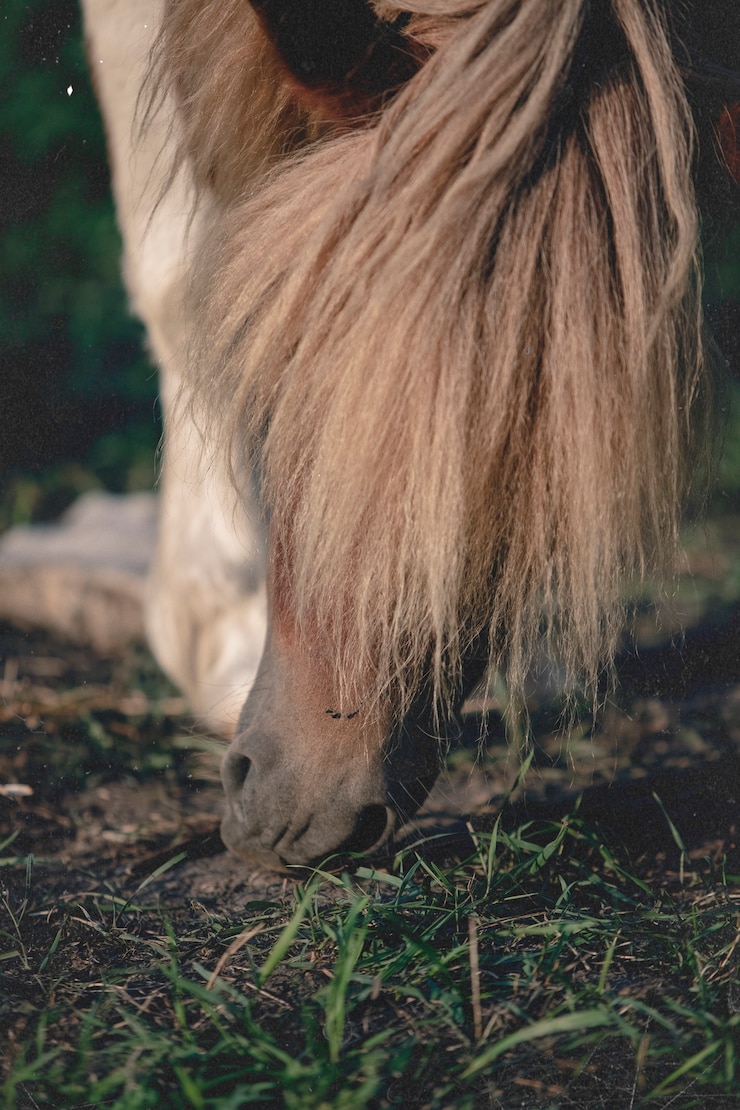 Foto gratuito foto de naturaleza retro de la fauna