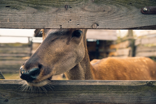 Foto gratuita foto de naturaleza retro de la fauna