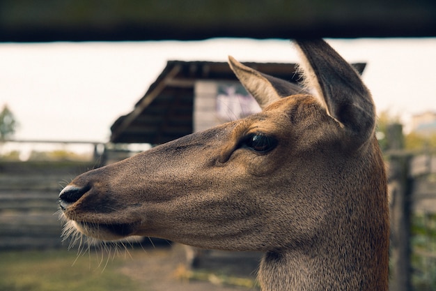 Foto gratuita foto de naturaleza retro de la fauna