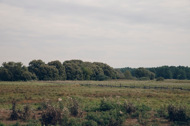 Foto de naturaleza retro de la fauna