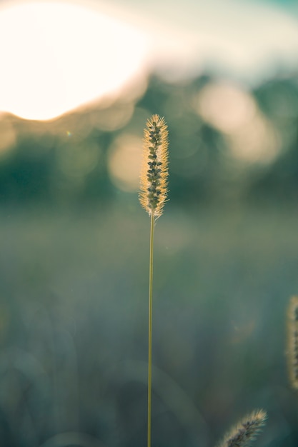 Foto de naturaleza retro de flor