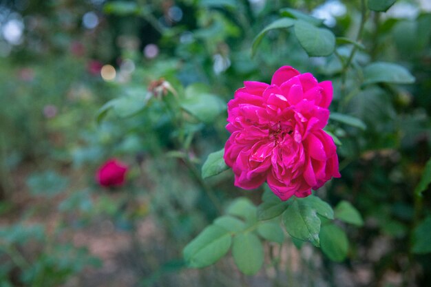 Foto de naturaleza retro de flor