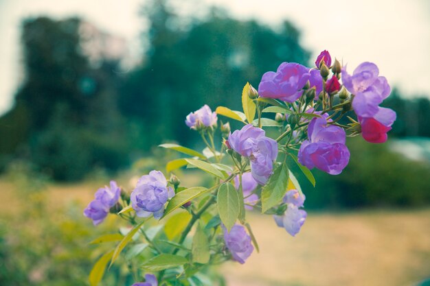 Foto de naturaleza retro de flor