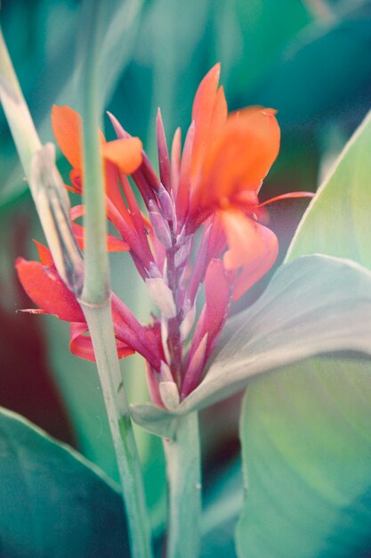 Foto de naturaleza retro de flor