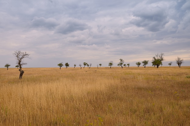 Foto de otoño al aire libre de la llanura cubierta de hierba con varios árboles en el fondo. Cielo nublado sobre pradera de verano antes de la lluvia. Concepto de medio ambiente, naturaleza salvaje, paisajes, campo, temporada y clima