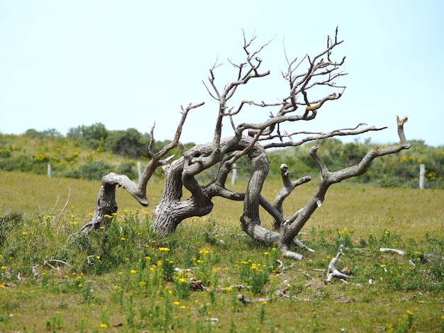 Foto de paisaje de un árbol muerto con un cielo azul claro