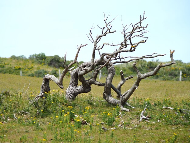 Foto de paisaje de un árbol muerto con un cielo azul claro