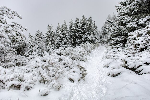 Foto de paisaje de un bosque cubierto de nieve