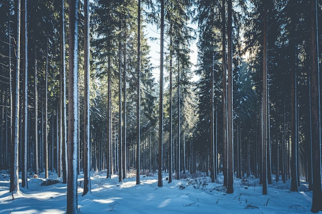 Foto de paisaje de un bosque misterioso en un día de nieve