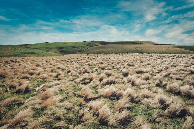 Foto de paisaje escénico de un campo de hierba de cespitosas con grandes colinas en la distancia en un día brillante