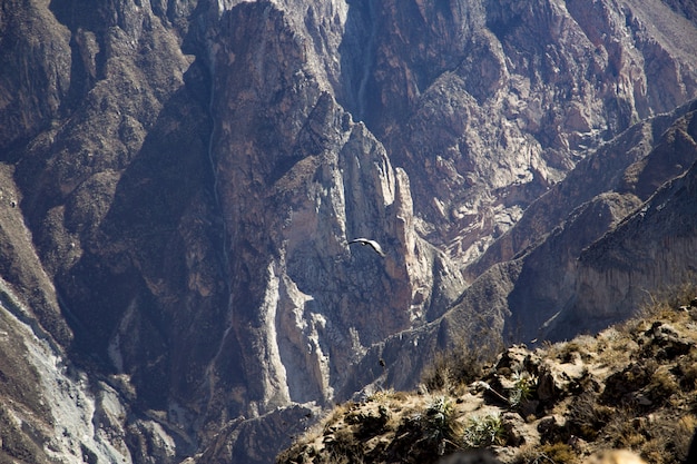 Foto de paisaje de hermosas montañas rocosas con un águila volando durante el día