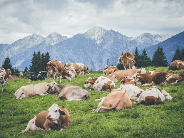 Foto de paisaje de vacas en diferentes colores sentados sobre el césped en una zona de montaña