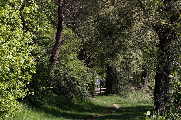 Foto de paisaje de una vibrante zona forestal cubierta de varios árboles