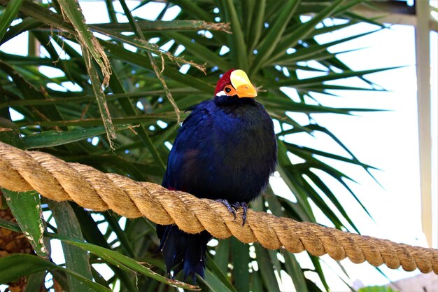 Foto de un pájaro azul sentado sobre una cuerda gruesa y algunos árboles tropicales