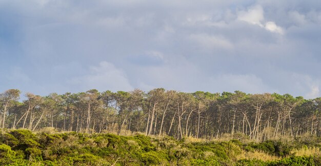 Foto panorámica de los árboles en el bosque bajo el cielo nublado