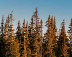 Foto gratuita foto panorámica del bosque de pinos sobre un fondo de cielo despejado durante el amanecer