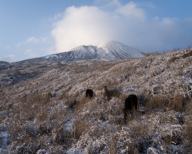 Foto panorámica de la cima de los Alpes con perros jugando en el campo