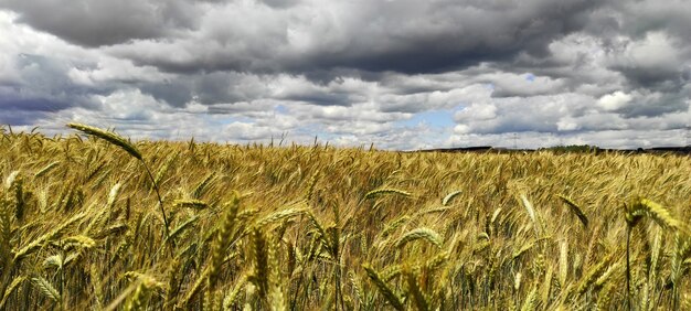 Foto panorámica de espiguillas de grano maduro con cielo nublado en el fondo