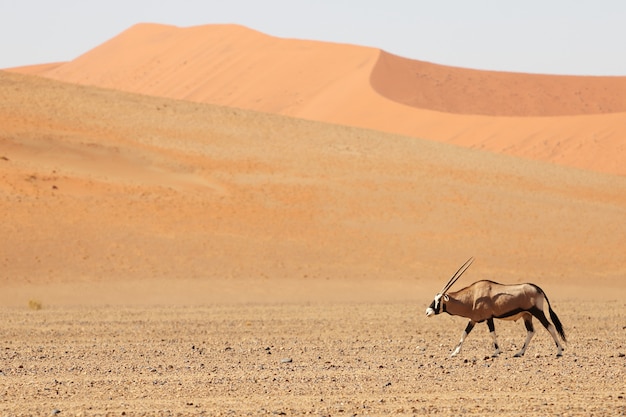 Foto panorámica de un gemsbok caminando por el desierto con dunas de arena en el fondo