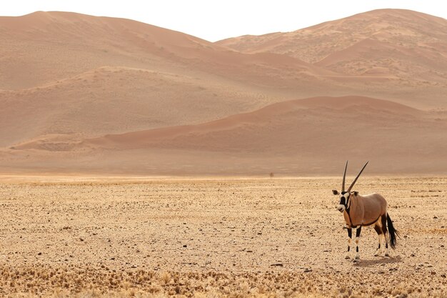 Foto panorámica de un gemsbok de pie sobre una llanura desnuda con colinas