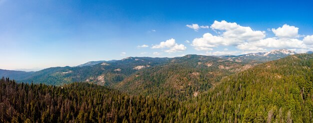 Foto panorámica del hermoso bosque en un día soleado