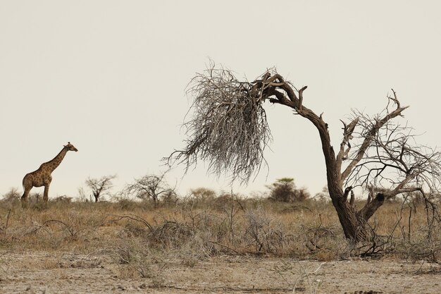 Foto panorámica de una jirafa de pie sobre llanuras cubiertas de hierba con un árbol muerto en primer plano