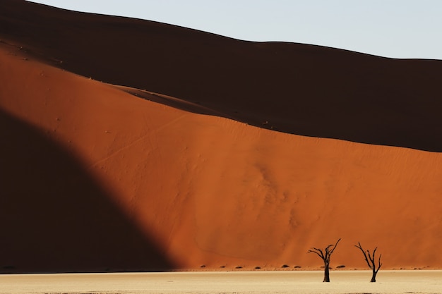 Foto panorámica de una pendiente de dunas de arena con árboles secos en la base